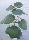 Ficus Petiolaris