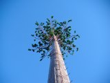 Steel Telecommunication Bionic Palm Tree Tower/Decorative Artifical Palm Tree