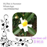Chinese Wholesale Suppliers Tea Tree Extract Oil Tea Tree Essential Oil OEM/ODM Cosmetics