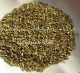 Natural Dried Cumin Seeds or Cumin Powder