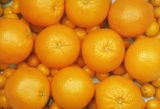 Export New Crop Fresh Good Quality Orange