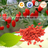 Manufacturer Supply Herb Medicine Barbary Wolfberry Fruit Goji Berry