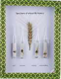 Specimen of Wheat Life History M15005