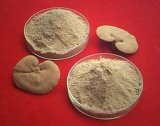 Herbal Extract Ganoderma Lucidum Extract /Polysaccharides