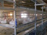 H Type Broiler Chicken Cage Farm Raising Equipment