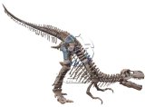 Dinosaur Fossil Skeleton Model Usage in History Museum for Decoration
