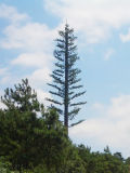 Pine Tree Tower