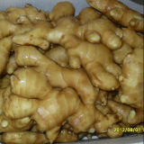 Golden Supplier for Half Air Dried Chinese Ginger