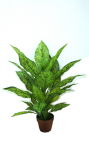 Artificial Plants and Flowers of Spotted Dieffenbachia Green 86cm Gu-Bj-881-30gn