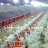 Automatic Poultry Equipment for Breeder Management