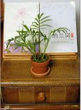 3 Inch Terracotta Flower Planting Pot (001004) 