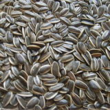 Sunflower Seeds in Shell