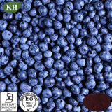 Blueberry Extract Anthocyanin 5%, 10%, 20%, 25%, 30%;