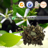 Natural Herbal Medicine Raw Material Chinese Starjasmine Stem