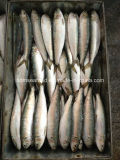 Frozen Sardinella Fish (Sardinella Longiceps) Wr for Bait