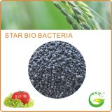 Biological Organic Granular Fertilizer