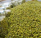 Wholesale! ! Organic High Quality Dried Green Bean