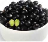 Wholesale China Organic Black Big Mung Bean for Food