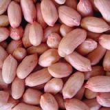 New Crop Good Quality Shandong Peanut Kernels Long Shape