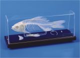 Fish Skeleton-M14001