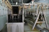 Poultry Slaughterhouse for Chicken Broiler Hen Layer