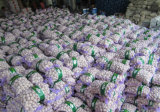 2015 Natural Green Garlic Harmless From Shandong Boren