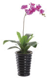 Eco-Friendly Artificial Flower Leaf Bonsai Artificial Plant/Artificial Plant Bonsai 243
