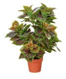 Artificial Plants and Flowers of Purple Perila 178lvs 70cm