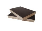 Brown Faced Plywood with Eucalyptus Core