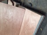 Two Times Hot Press Bintangor Plywood for South American
