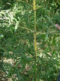 Black/Buddah Belly Bamboo