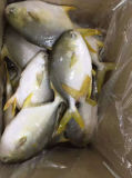 High Quality Gold Pomfret From China