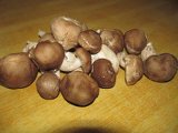 Shiitake & Mushroom
