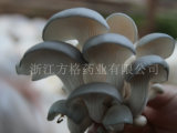 Pleurotus Ostreatus Powder; Edible and Medicinal Mushroom; No. 1ecological Environment County