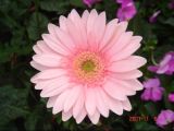 Fresh Cut Flower/Hot Pink Gerbera (F-02-HP)