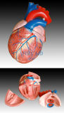 Jumbo Heart Model (XC-307)