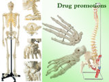 Skeleton - Human Anatomical Model
