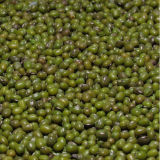Organic High Quality Dried Green Mung Bean