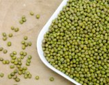 Agribusiness Outlet! ! High Quality Green Mung Bean