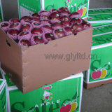 with Dark Red Color Red Delicious Apple/ Huaniu Apple