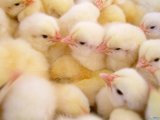 L-Tryptophan Fulfill The Requirement of Poultry