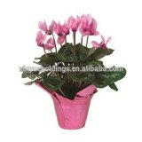 Plastic BOPP Flower/Plant Pot Cover Wrapping, Packaging, Fastwraps