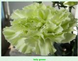 Carnation (lady green)