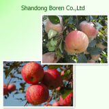 Supply and Export Nature Fresh Red FUJI Apple