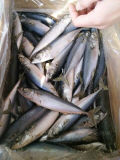 Pacific Mackerel From Zhejiang of China, Sea Frozen 50-60PCS/15kgs Whole Round