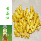 High Quality 100% Pure Natural Ginger Oil