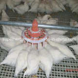 Poultry Pan Feeding System for Breeder