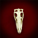 1: 1 High Copy Resin Material Hadrosaurs Skull