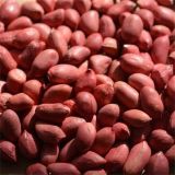 Chinese Long Type Red Skin Peanut
