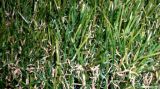 Natural Looking Artificial Grass
